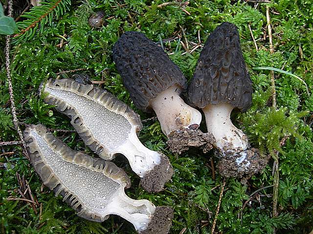 Le prime specie primaverili